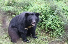 Ninh Binh développe le tourisme associé à la conservation des ours