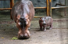 Le premier bébé hippopotame voit le jour au parc culturel de Dâm Sen
