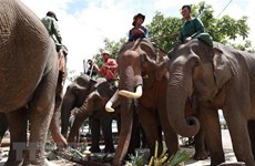 La Journée mondiale de l’éléphant célébrée à Dak Lak