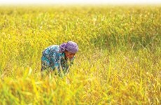 Cambodge-Indonésie : coopération dans le commerce de riz