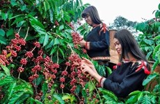 Promotion agricole communautaire pour produire du café sans provoquer de déforestation