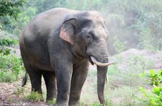 Conservation des éléphants pour une coexistence harmonieuse