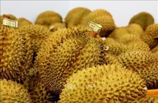 Le Vietnam exportera des durians vers l’Inde