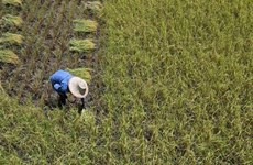 La production thaïlandaise de riz  va diminuer à cause d'El Niño