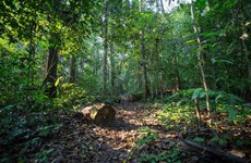 Le Vietnam peut fournir des crédits de carbone forestier à la Coalition LEAF
