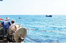  La province de Quang Ngai redouble d’efforts contre la pêche INN