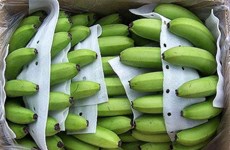 Le Vietnam voit ses exportations de bananes vers le Japon augmenter fortement