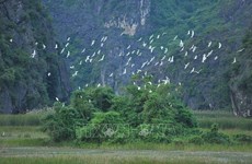 Des solutions urgentes pour préserver les oiseaux sauvages et migrateurs au Vietnam