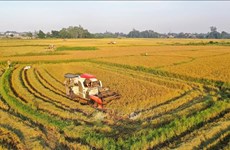 Ho Chi Minh-Ville s'oriente vers une agriculture urbaine durable