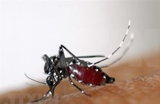 Le Laos enregistre plus de 30.000 cas de dengue