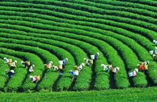 Les entreprises vietnamiennes doivent investir dans une production écologique et propre