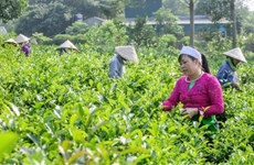 Développement de l’économie verte, « opportunité en or » pour améliorer la sécurité sociale
