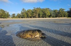 Sauvetage d’une tortue verte échouée à Côn Dao