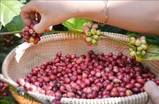Les produits agricoles vietnamiens sont populaires dans la province chinoise du Guangdong