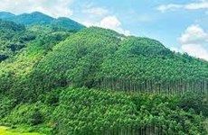 Le Vietnam gagne 51,5 millions de dollars grâce à la première vente de crédits de carbone forestier 