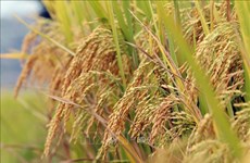 Le PPP mis en avant dans la production de riz de haute qualité à faible émission