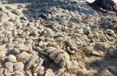 Les Philippines détruisent le transport de coquilles de bénitiers géants