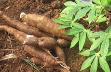 Les exportations de manioc connaissent une croissance record en janvier