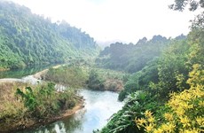 Plantation de 50.000 arbres indigènes à la Réserve naturelle de Dong Chau-Khe Nuoc Trong