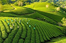 Le Vietnam mène la révolution de l’agriculture verte
