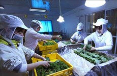 Les exportations de fruits et légumes devraient atteindre 6,5 à 7 milliards de dollars cette année