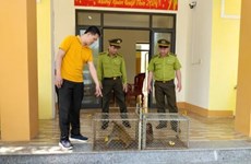 Quang Binh relâche des animaux sauvages rares dans la nature
