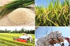 La filière riz a besoin d’une chaîne d’approvisionnement plus solide