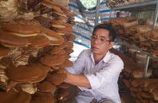 La province de Binh Duong creuse le filon de l’agriculture intelligente