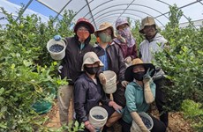 L’Australie ouvre ses portes aux travailleurs agricoles vietnamiens