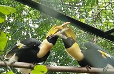 Le parc national de Phong Nha-Ke Bang reçoit 11 animaux sauvages