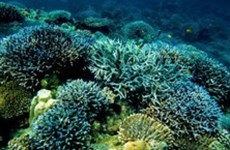 La Thaïlande s'efforce de conserver les récifs coralliens