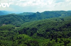 Le Vietnam possède environ 14,86 millions d'hectares de forêts 