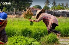La Thaïlande place ses espoirs dans une augmentation de ses exportations de riz vers l'Italie