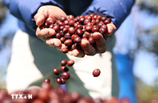 Le Vietnam devient le deuxième fournisseur de café de l'UE