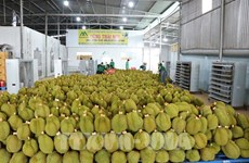 La Thaïlande se prépare à publier des normes de produits pour les exportations de durian