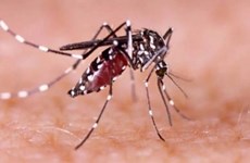 L'Indonésie émet un avertissement sur la dengue aux touristes de Bali