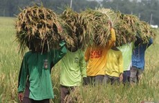L'Indonésie accélère ses achats de riz auprès des agriculteurs locaux