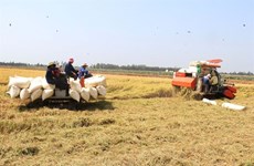 Le Vietnam gagne 1,43 milliard de dollars grâce aux exportations de riz au premier trimestre