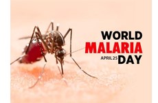 Le Vietnam élimine le paludisme dans 46 villes et provinces 