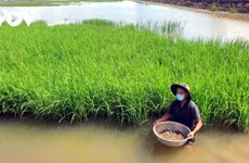 La rizipisciculture présente de nombreux avantages pour les agriculteurs à Dông Thap