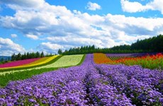 Dà Lat parmi les dix meilleures destinations fleuries au monde selon Booking.com