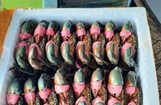 Les exportations de crabes vietnamiens grimpent de 41%