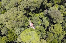 La forêt de monsieur Nam Công, une adresse rouge pour un tourisme vert