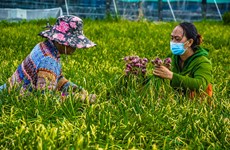 Valoriser l’oignon rouge vietnamien pour améliorer ses exportations