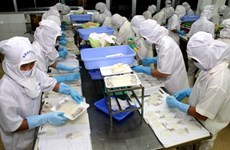 Les exportations vietnamiennes de calmars et de poulpes frétillent doucement
