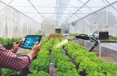 Phu Tho : la transformation numérique, clé pour opérer une percée dans l'agriculture 