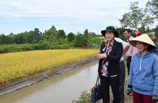 À Bac Liêu, la culture riz-crevette génère des avantages économiques et écologiques 