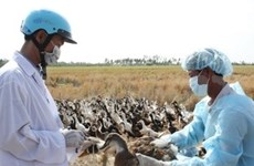 La grippe aviaire maîtrisée dans deux ou trois ans