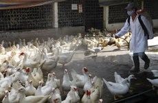 Renforcement de la lutte contre la grippe aviaire 