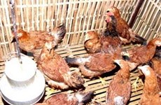 Hanoi: le projet VAHIP contribue à maîtriser la grippe aviaire 